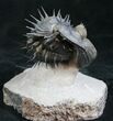 Spiny Enrolled Drotops Armatus Trilobite (Reduced Price!) #8644-3